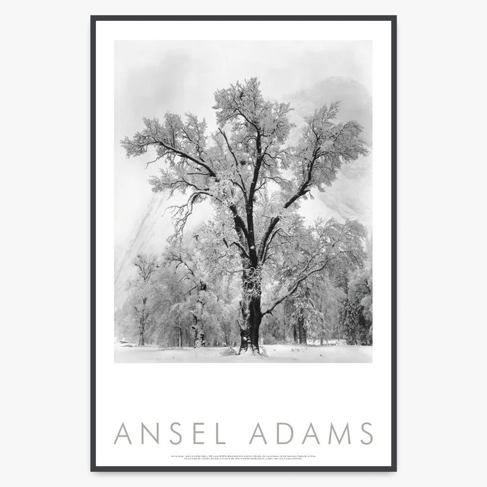 Oak Tree, Snowstorm Shop: Poster Ansel Adams Framed Poster Contrast Gray Metal Frame 