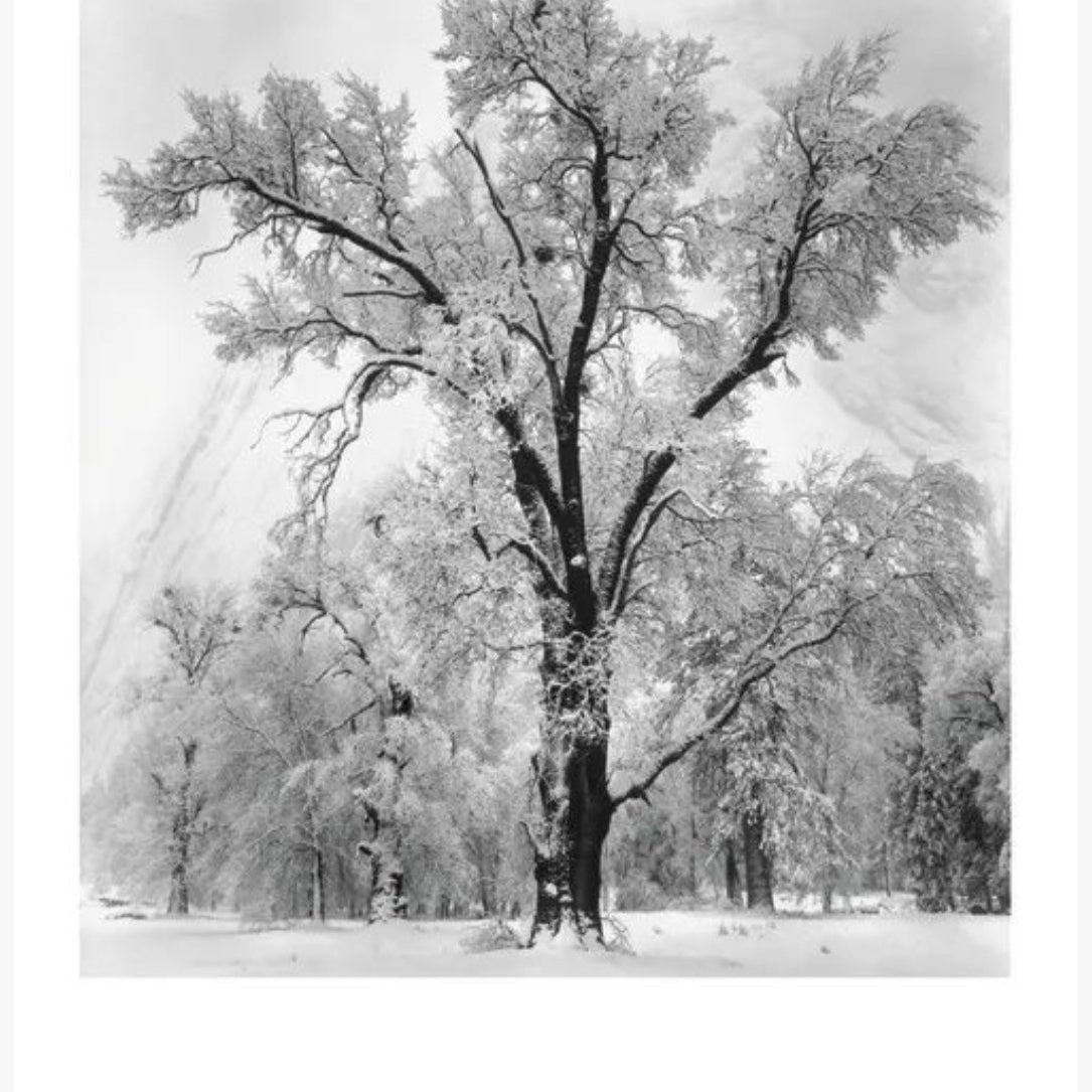 Oak Tree, Snowstorm Shop: Poster Ansel Adams 