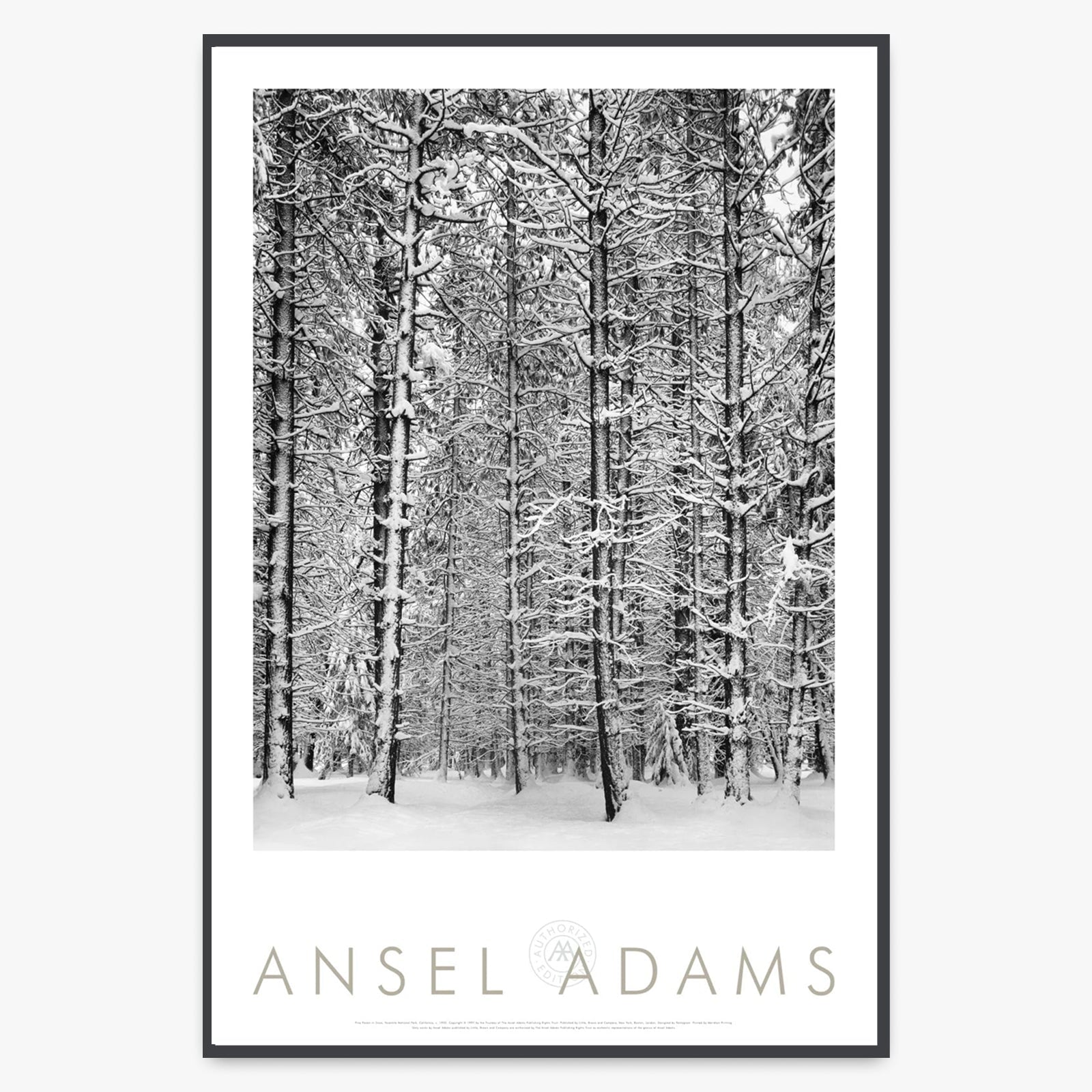 Pine Forest, Snow Shop: Poster Ansel Adams Framed Poster Contrast Gray Metal 