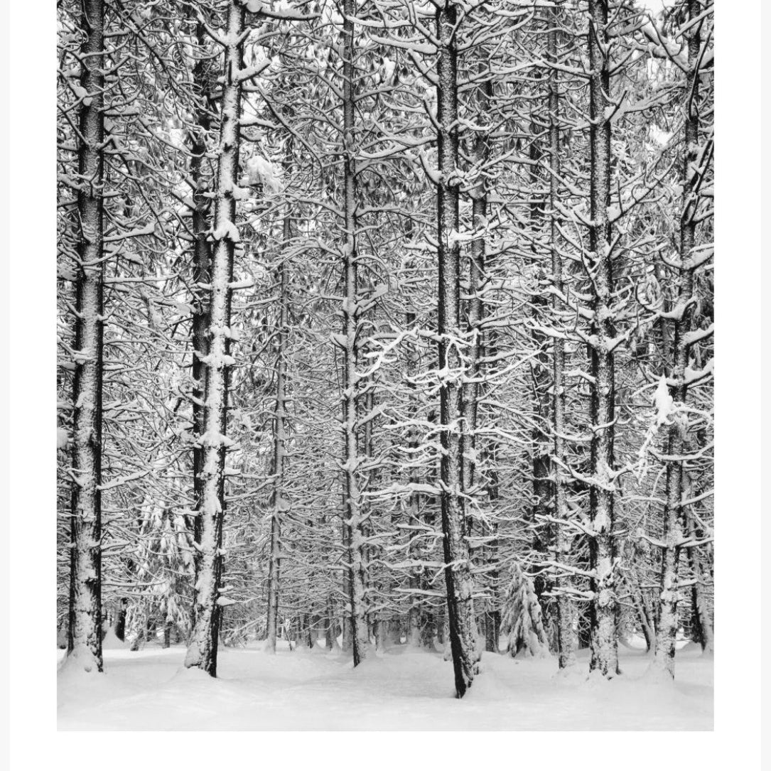 Pine Forest, Snow Shop: Poster Ansel Adams 