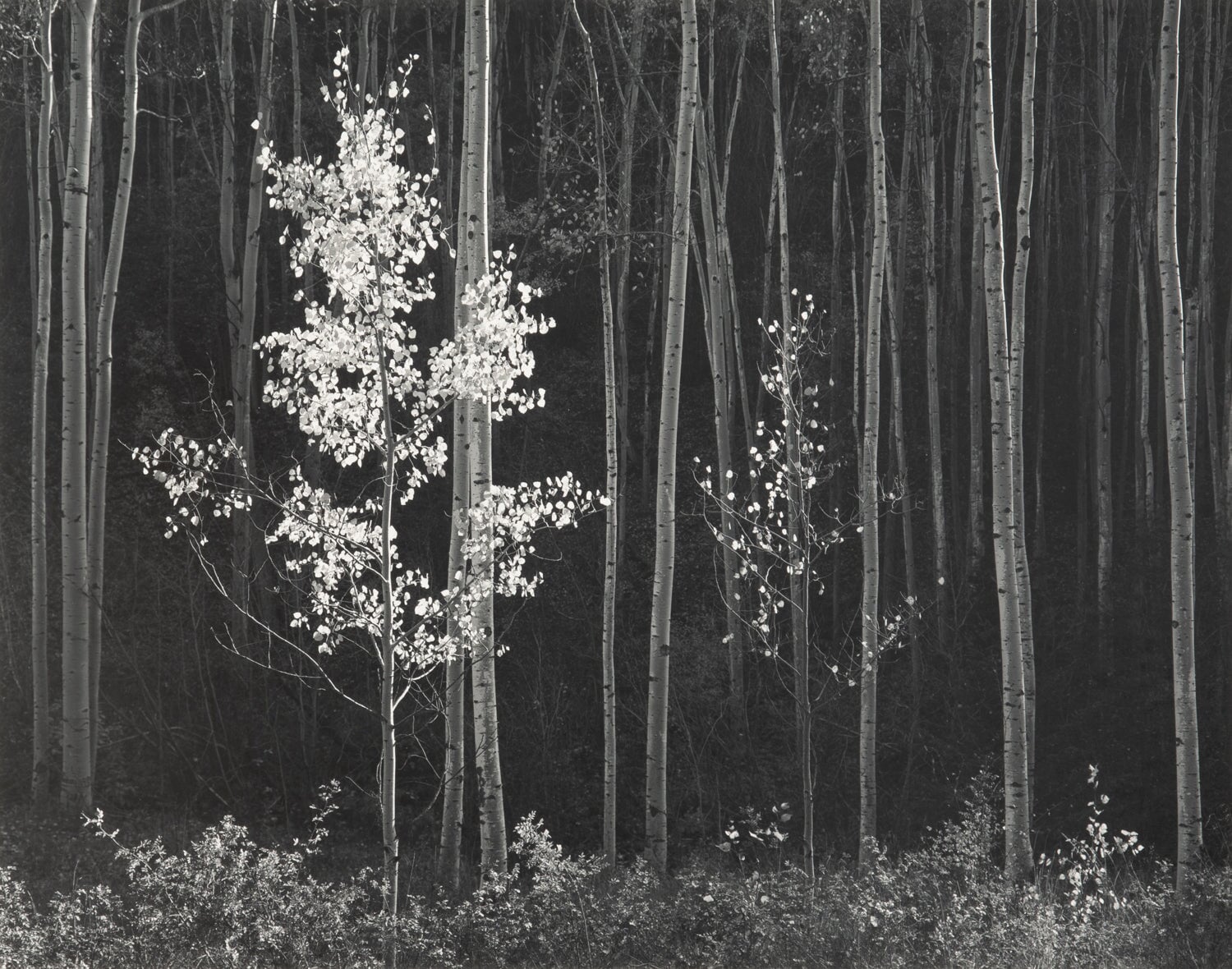 Aspens, Northern New Mexico (H) Original Photograph Ansel Adams 