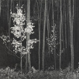 Aspens, Northern New Mexico (H) Original Photograph Ansel Adams 