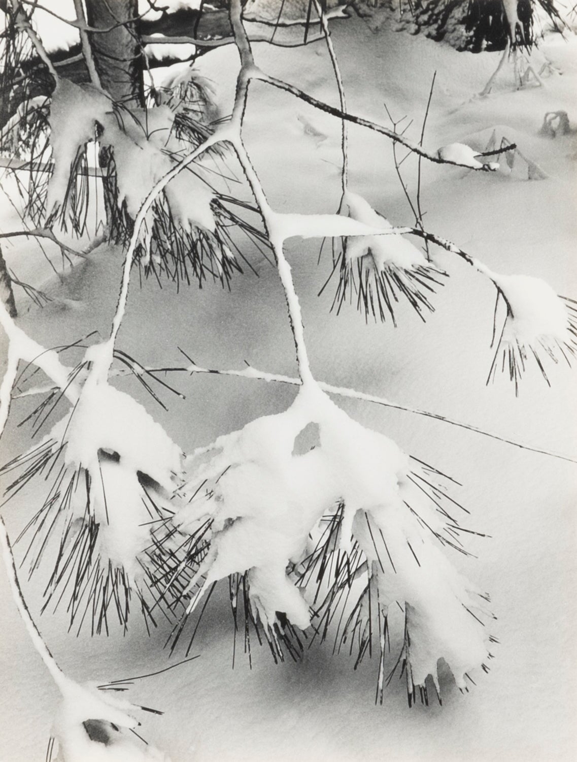 Branches in Snow Original Photograph Ansel Adams 