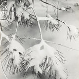 Branches in Snow Original Photograph Ansel Adams 