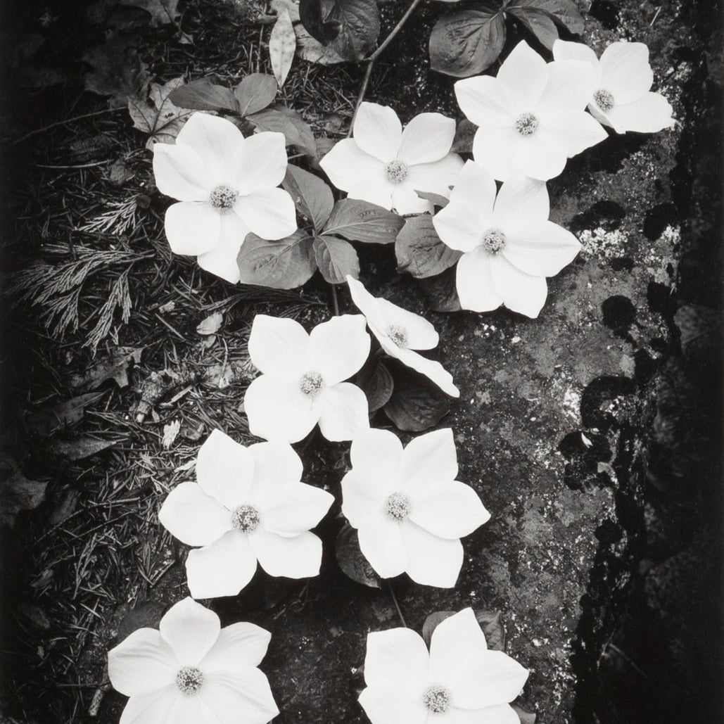 Dogwood Blossoms Original Photograph Ansel Adams 