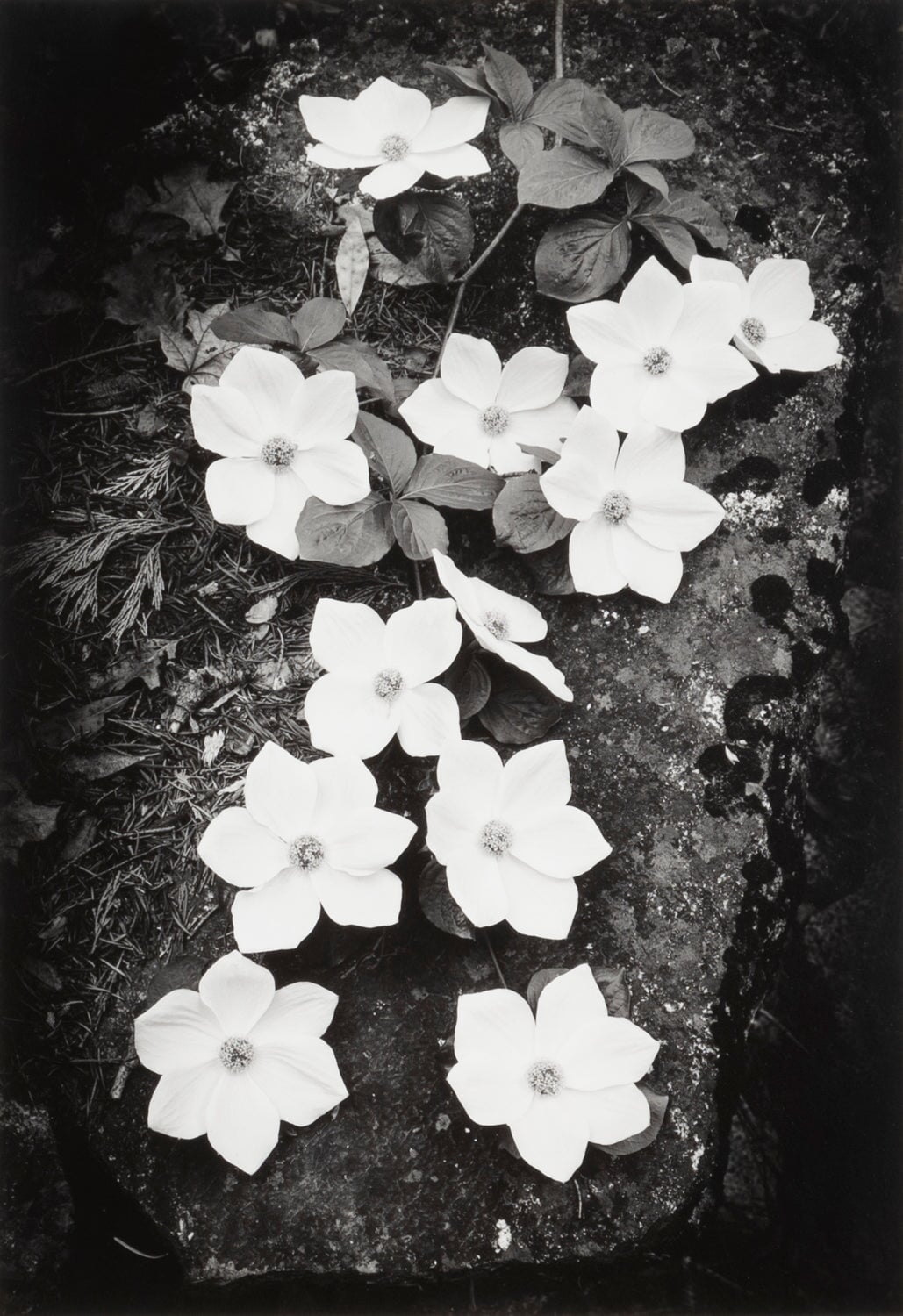 Dogwood Blossoms Original Photograph Ansel Adams 