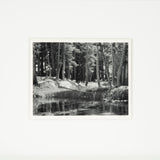 Lodgepole Pines, Lyell Fork Original Photograph Ansel Adams 