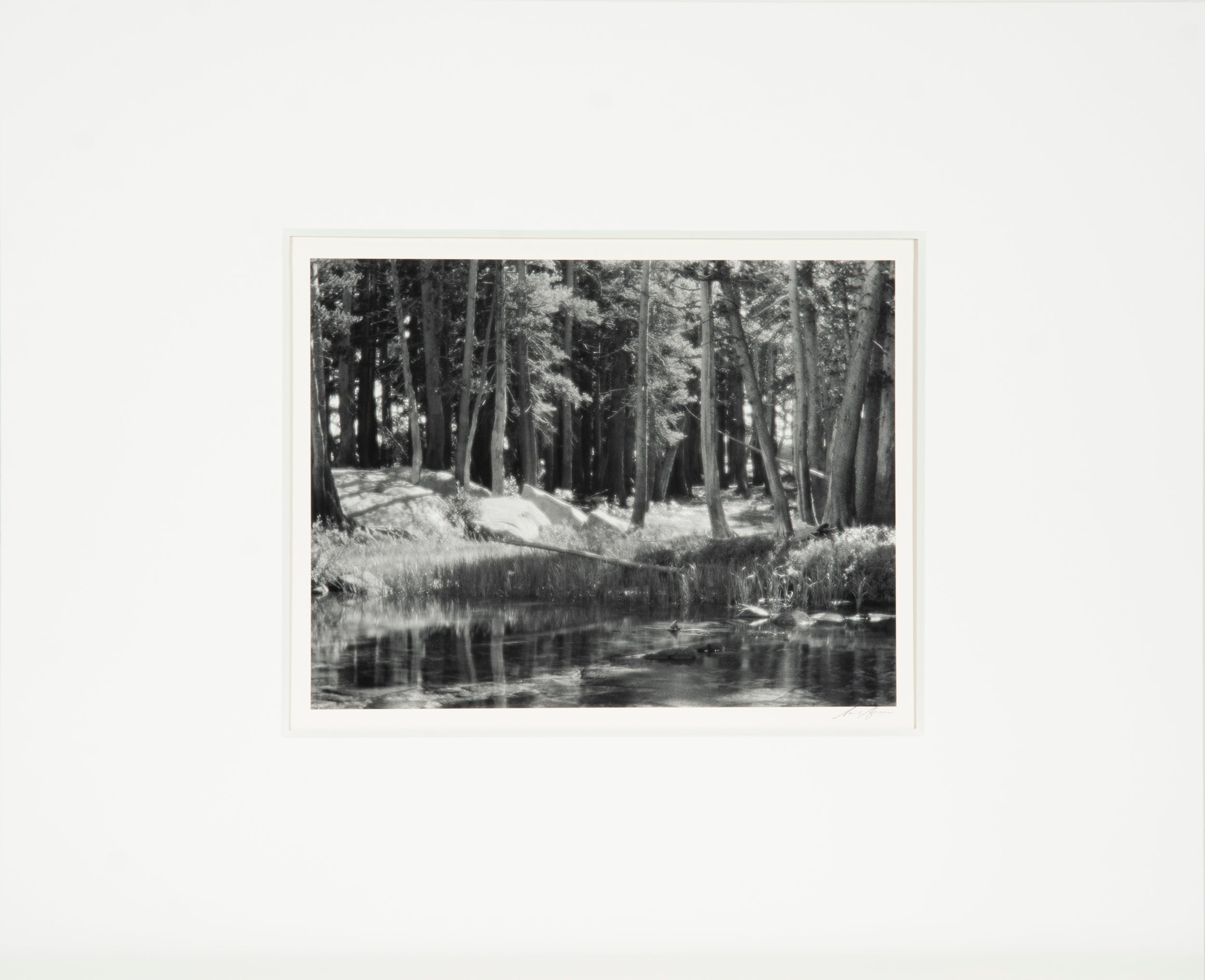 Lodgepole Pines, Lyell Fork Original Photograph Ansel Adams 