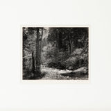 Tenaya Creek, Spring Rain Original Photograph Ansel Adams 