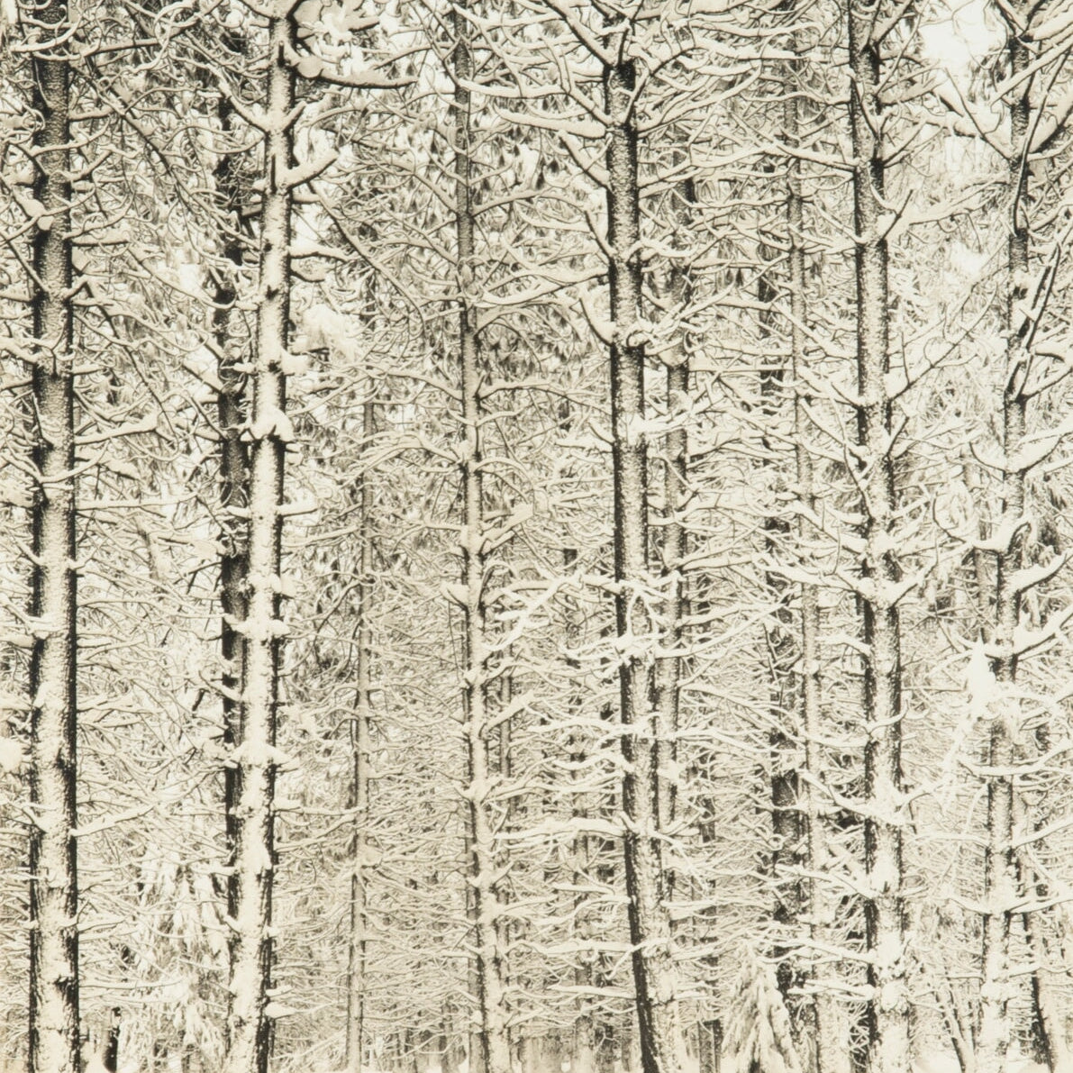 Trees and Snow (Pine Forest and Snow) Original Photograph Ansel Adams 