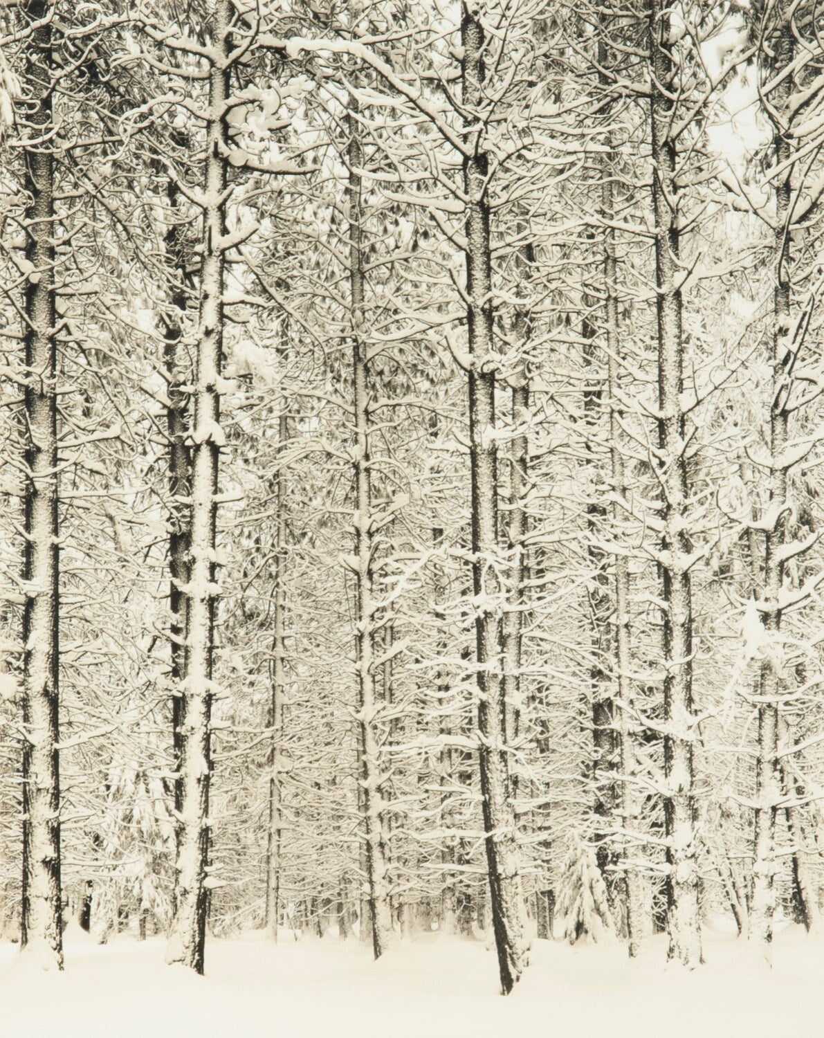 Trees and Snow (Pine Forest and Snow) Original Photograph Ansel Adams 