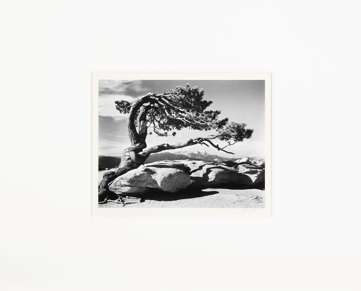 Jeffrey Pine - Signed Special Edition Photograph Shop Ansel Adams 