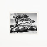 Jeffrey Pine - Signed Special Edition Photograph Shop Ansel Adams 