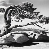 Jeffrey Pine - Signed Special Edition Photograph Shop Ansel Adams 