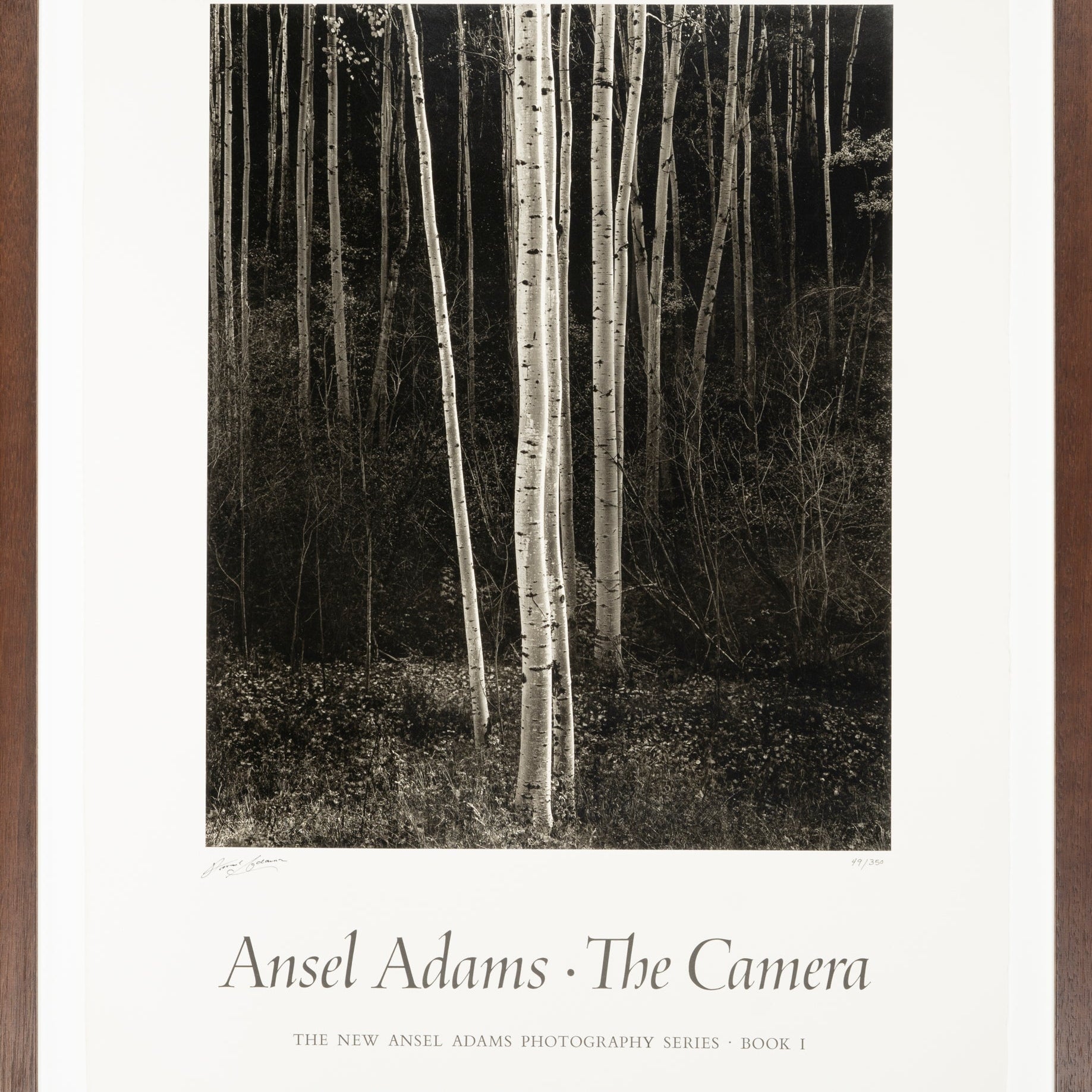 Aspens, Northern New Mexico (V) Shop_Sign_AAOP Ansel Adams Gallery 