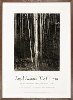 Aspens, Northern New Mexico (V) Shop_Sign_AAOP Ansel Adams Gallery 