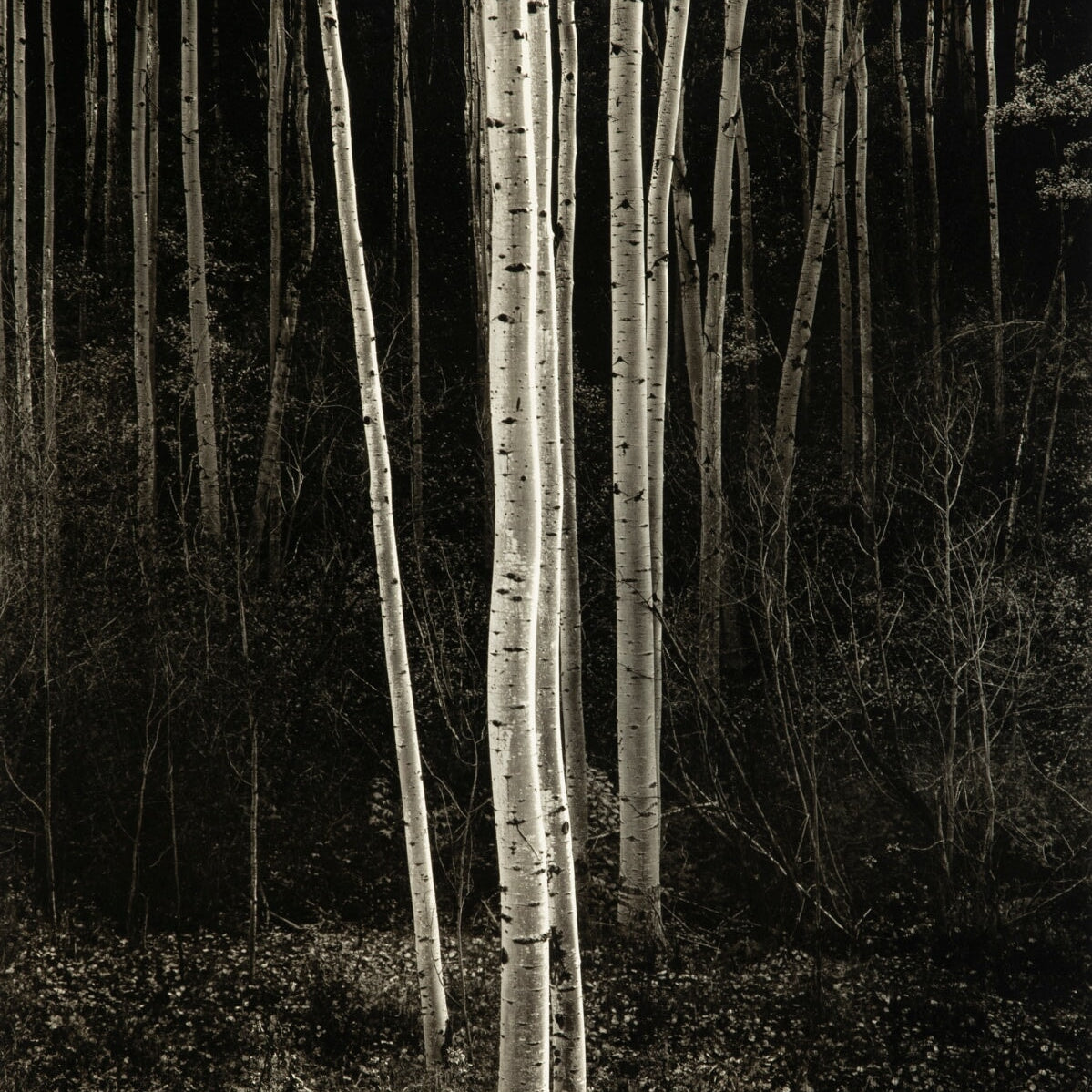 Aspens, Northern New Mexico (V) Shop_Sign_AAOP Ansel Adams Gallery 