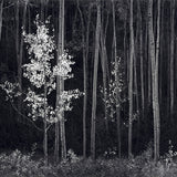 Aspens, Northern New Mexico (H).