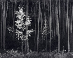 Aspens, Northern New Mexico (H).