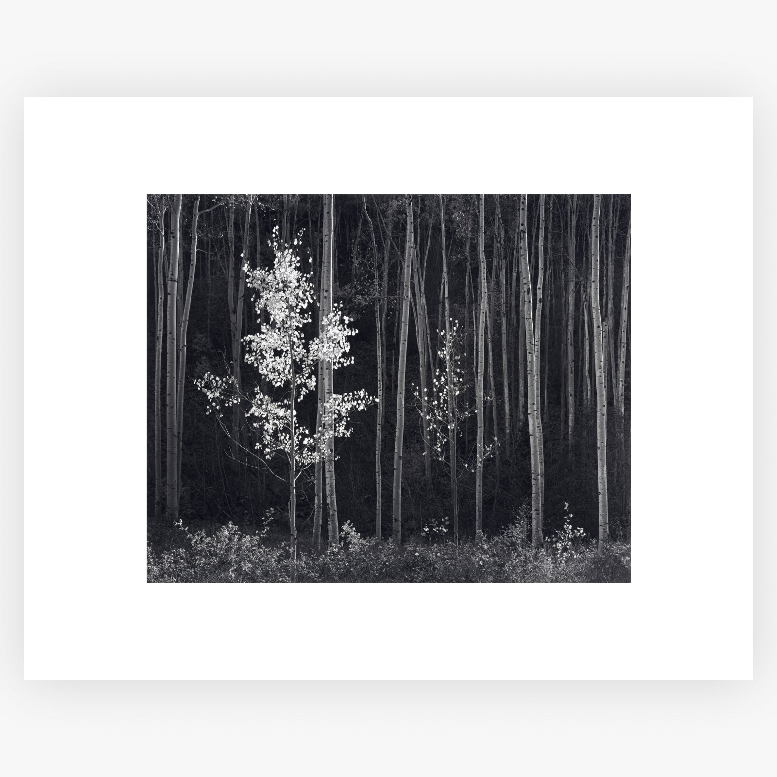 Aspens, Northern New Mexico (H) Shop_Repro_MR Ansel Adams Gallery Unframed 16x20" No Color