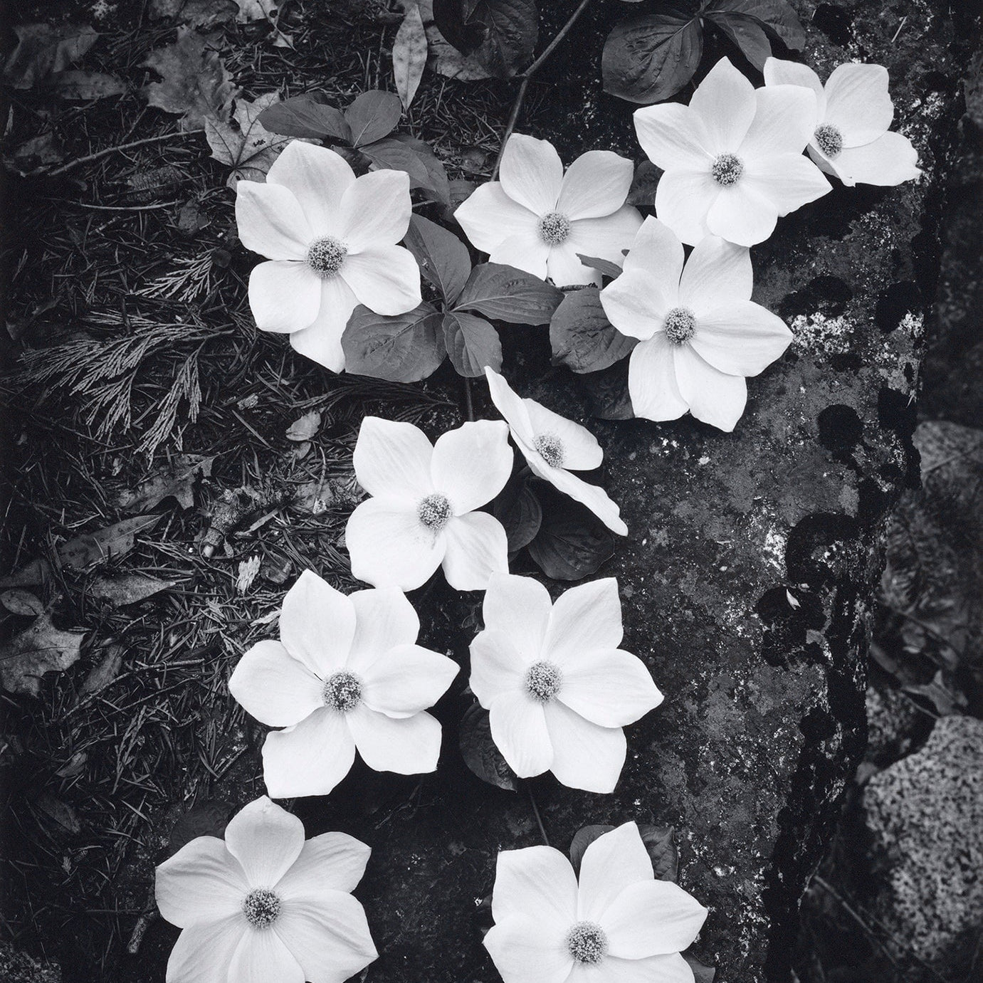 Dogwood Blossoms.