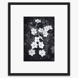 Dogwood Blossoms Shop_Repro_MR Ansel Adams Gallery 