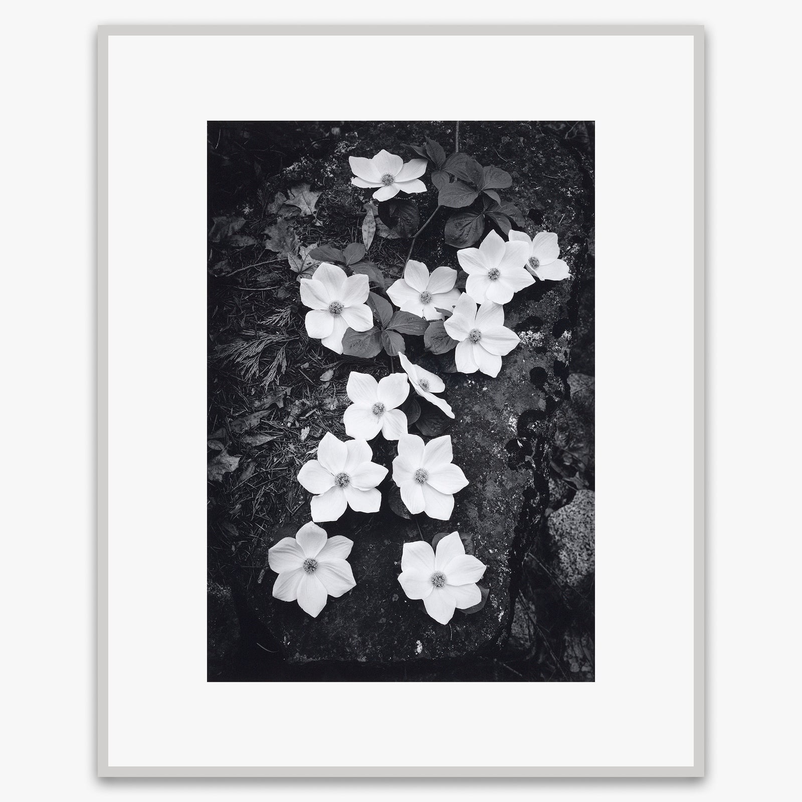 Dogwood Blossoms Shop_Repro_MR Ansel Adams Gallery 