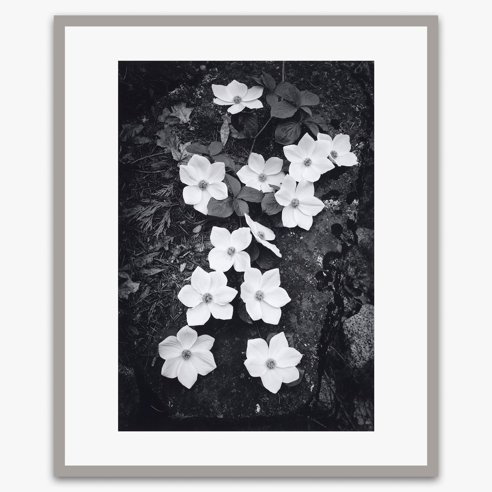 Dogwood Blossoms Shop_Repro_MR Ansel Adams Gallery 