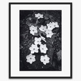 Dogwood Blossoms Shop_Repro_MR Ansel Adams Gallery 