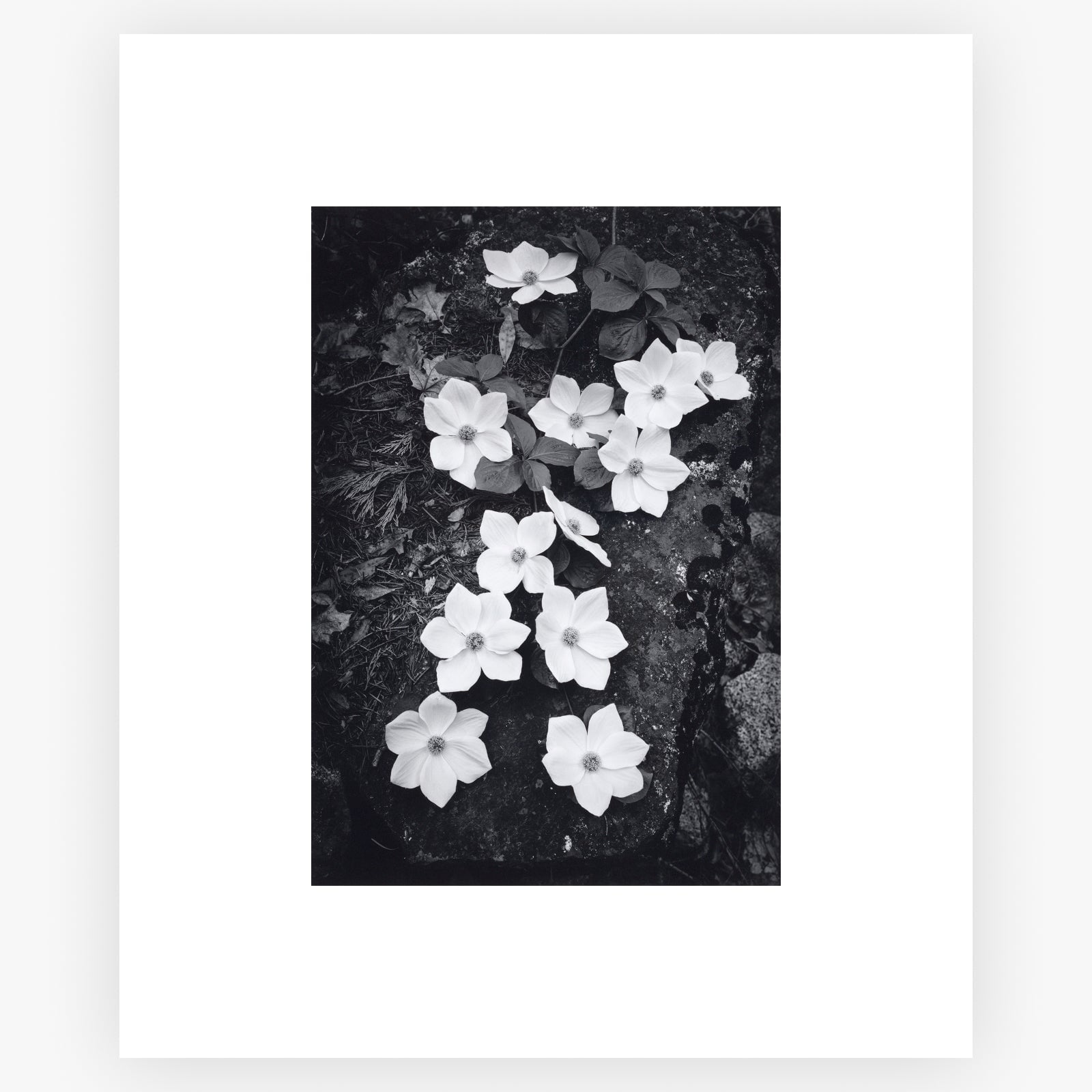 Dogwood Blossoms Shop_Repro_MR Ansel Adams Gallery 