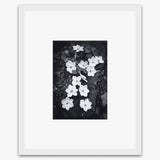 Dogwood Blossoms Shop_Repro_MR Ansel Adams Gallery 