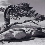 Jeffrey Pine.