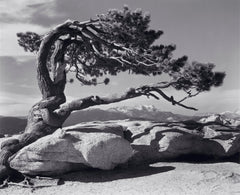 Jeffrey Pine.