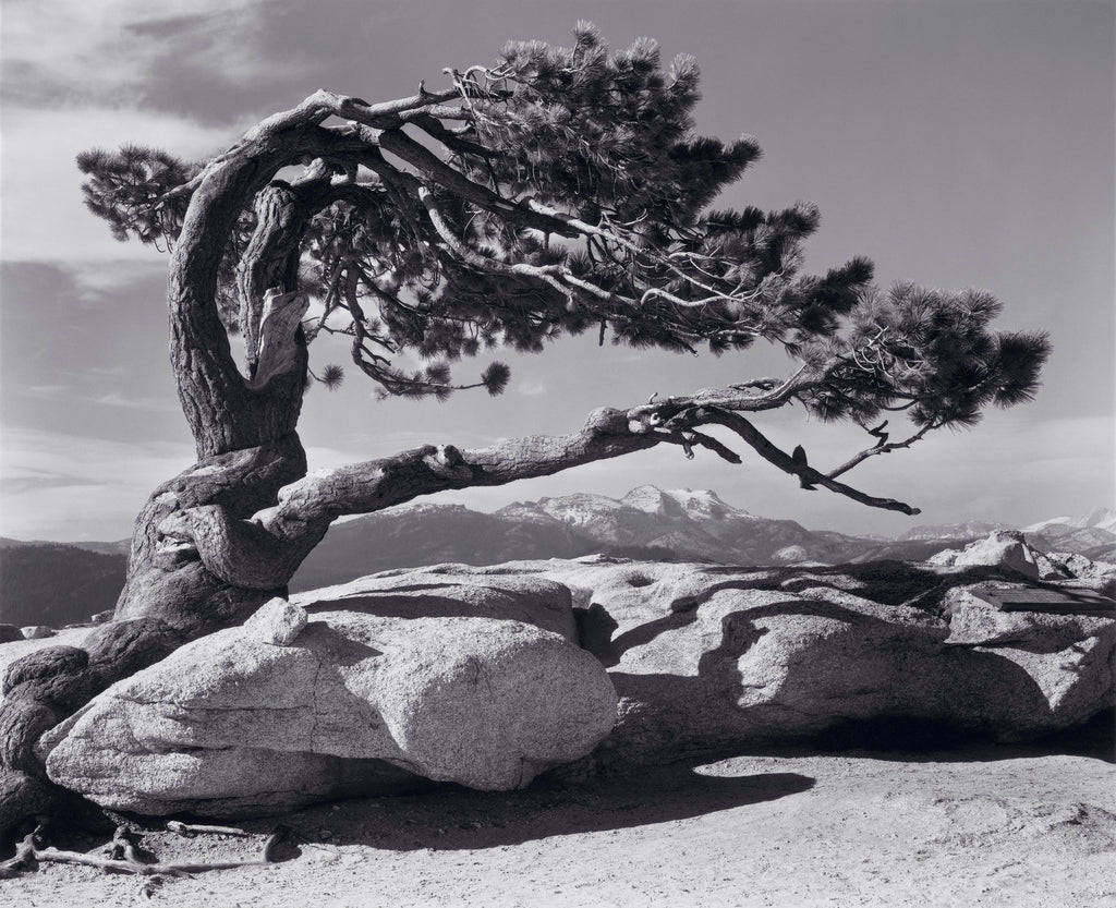 Jeffrey Pine