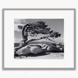 Jeffrey Pine Shop_Repro_MR Ansel Adams Gallery 