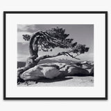 Jeffrey Pine Shop_Repro_MR Ansel Adams Gallery 