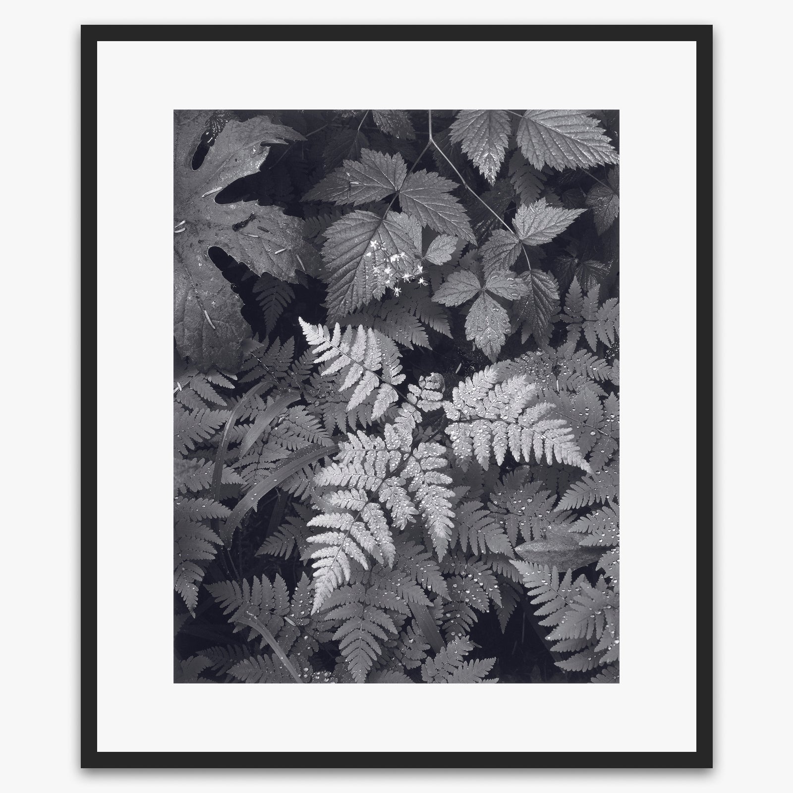 Leaves, Mt. Rainier Shop_Repro_MR Ansel Adams Gallery 