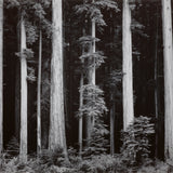 Redwoods, Bull Creek Flat Shop_Repro_MR Ansel Adams Gallery 