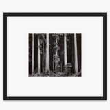 Redwoods, Bull Creek Flat Shop_Repro_MR Ansel Adams Gallery 