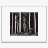 Redwoods, Bull Creek Flat Shop_Repro_MR Ansel Adams Gallery 