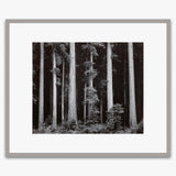 Redwoods, Bull Creek Flat Shop_Repro_MR Ansel Adams Gallery 