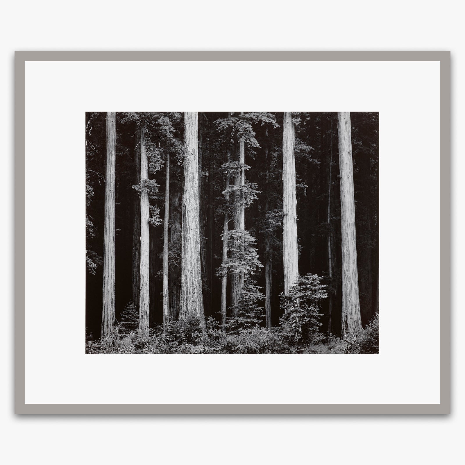 Redwoods, Bull Creek Flat Shop_Repro_MR Ansel Adams Gallery 