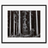 Redwoods, Bull Creek Flat Shop_Repro_MR Ansel Adams Gallery 