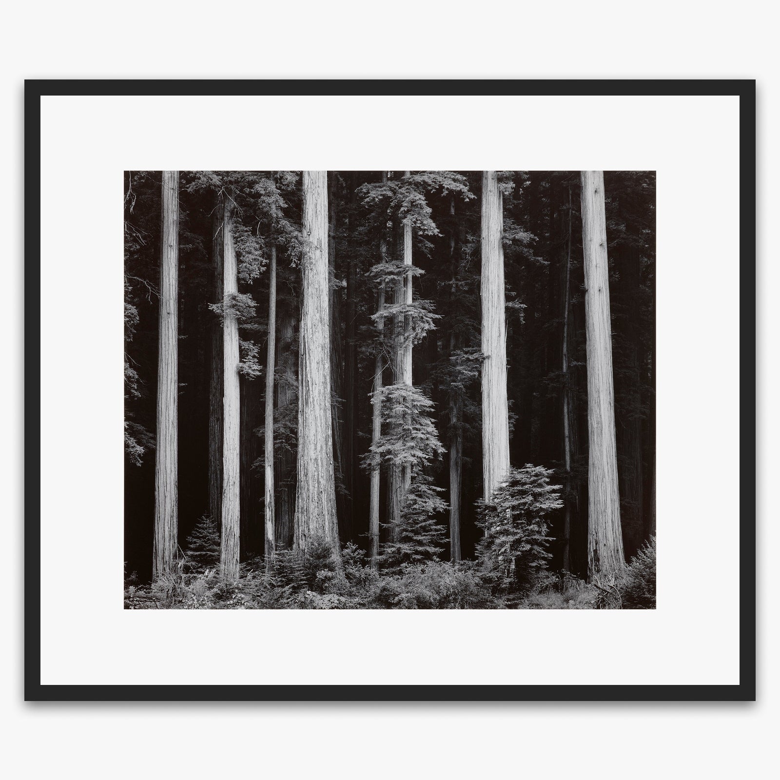 Redwoods, Bull Creek Flat Shop_Repro_MR Ansel Adams Gallery 