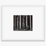 Redwoods, Bull Creek Flat Shop_Repro_MR Ansel Adams Gallery 