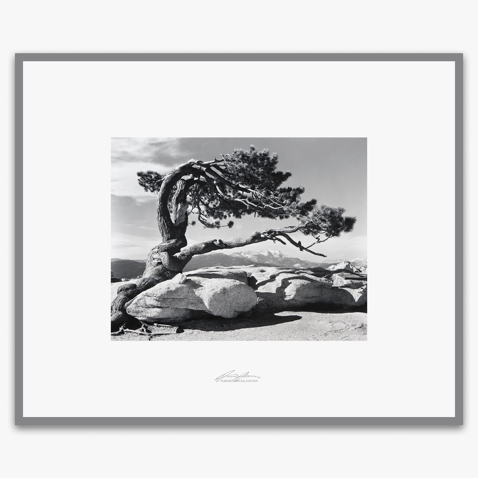 Jeffrey Pine, Sentinel Dome Shop_Repro_SEP The Ansel Adams Gallery Framed Standard Premium Gray Welded Frame 