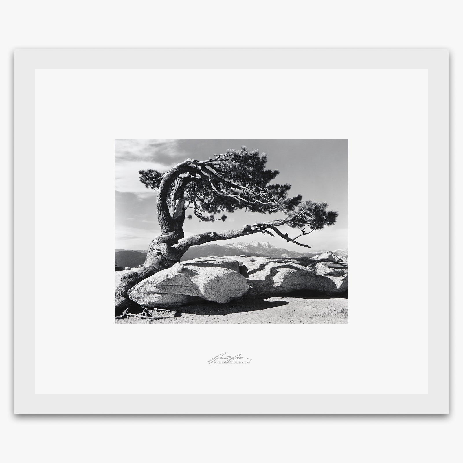 Jeffrey Pine, Sentinel Dome Shop_Repro_SEP The Ansel Adams Gallery Framed Standard White Wood 