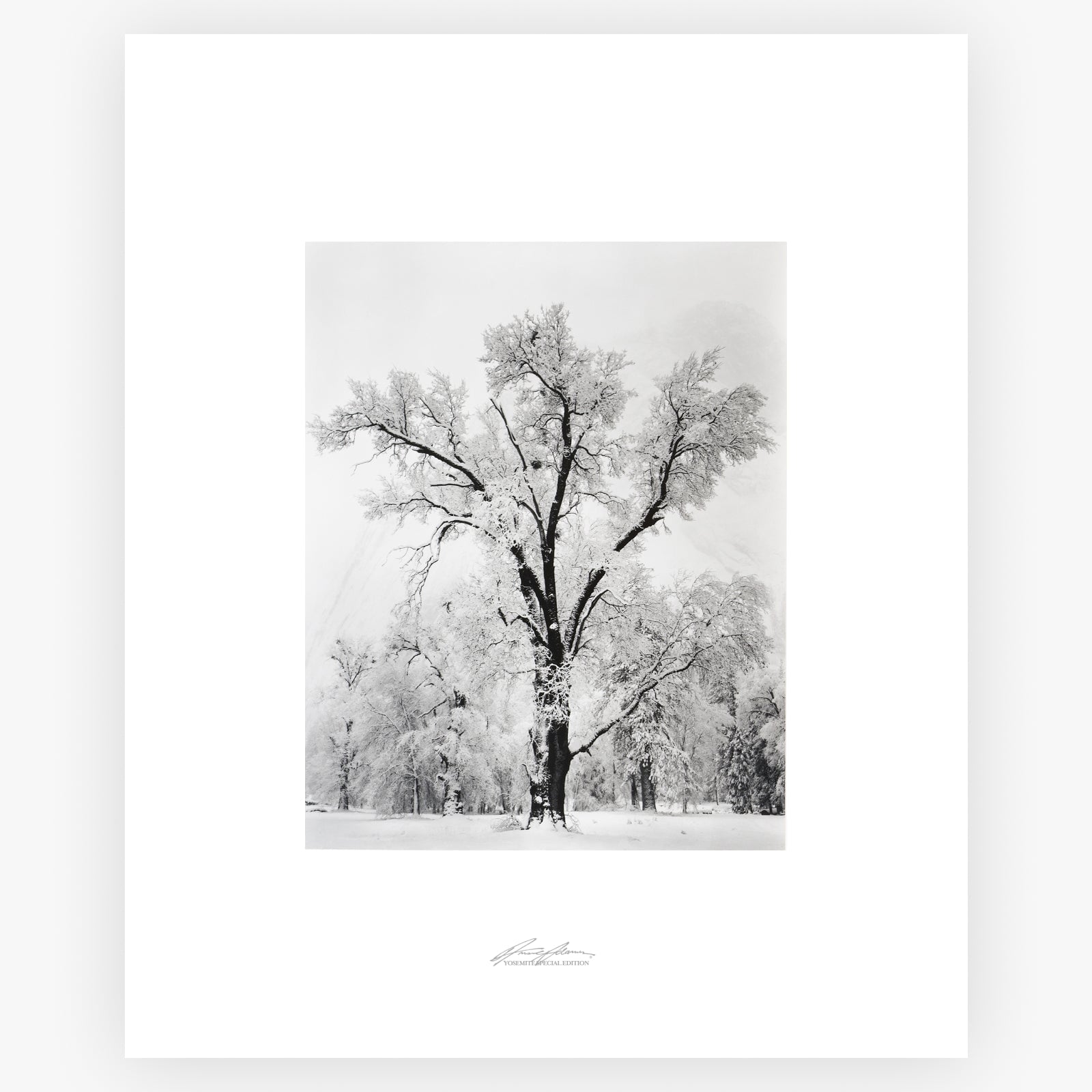 Oak Tree, Snowstorm Shop_Repro_SEP The Ansel Adams Gallery Unframed No Color 