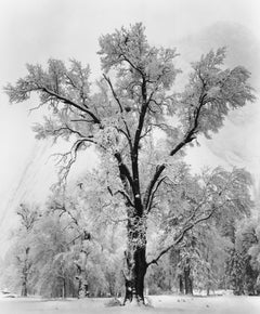 Oak Tree, Snowstorm Shop_Small_Print Ansel Adams 