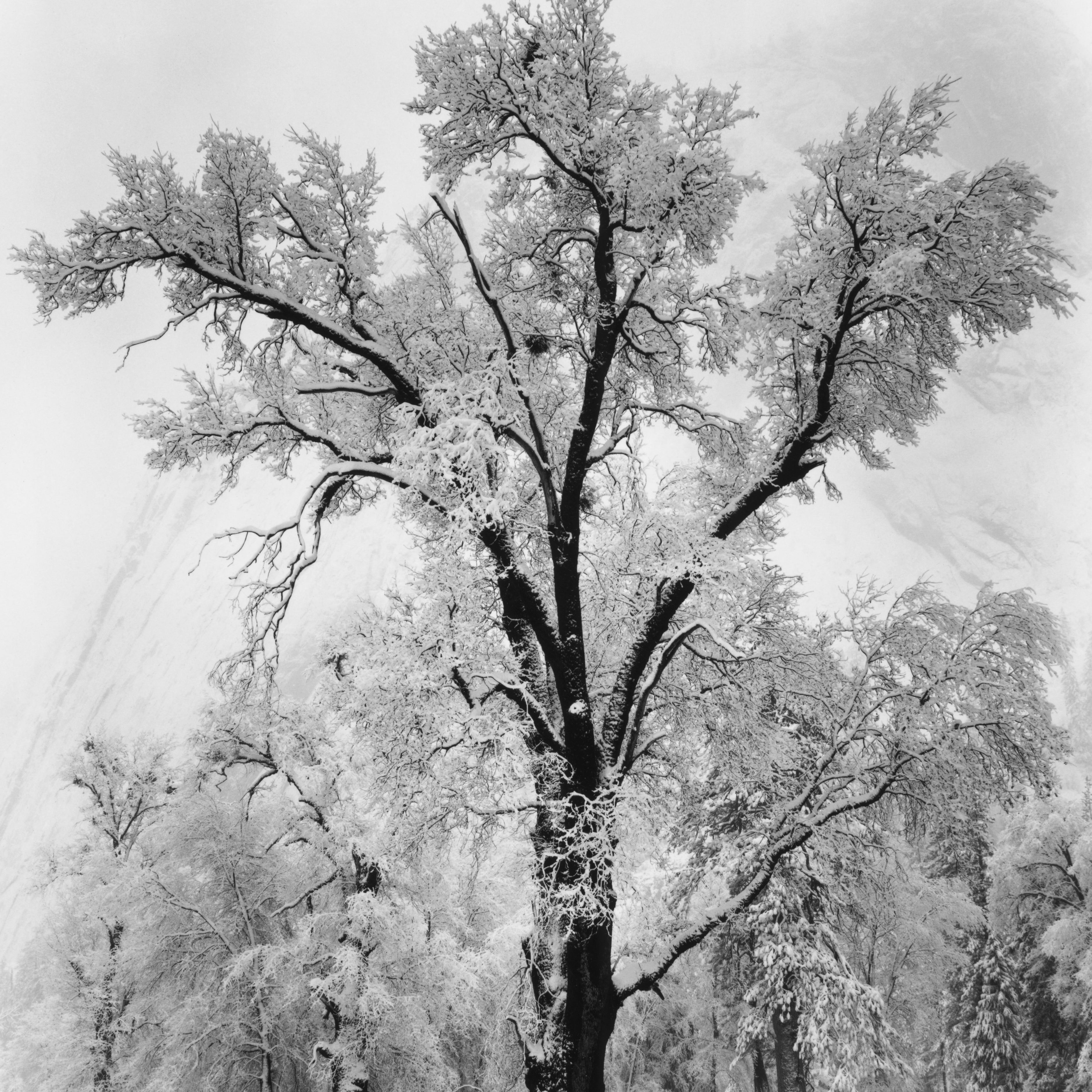 Oak Tree, Snowstorm Shop_Small_Print Ansel Adams 